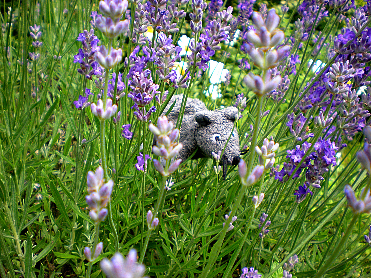 Ratti im Lavendel