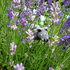 Ratti im Lavendel