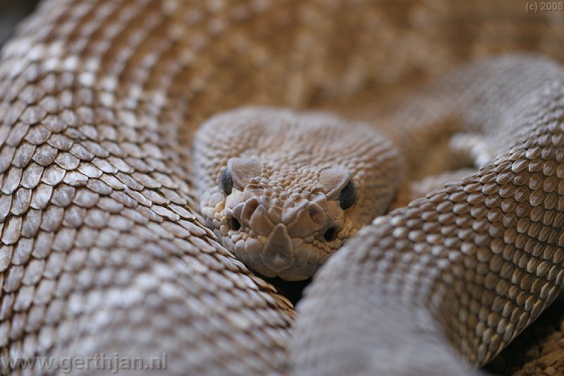 Rattle snake.