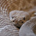 Rattle snake.