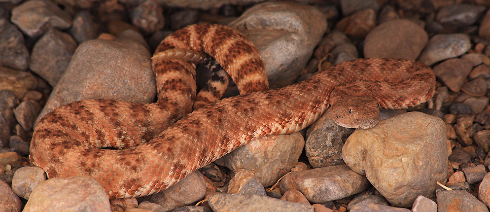 rattlesnake