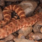 rattlesnake