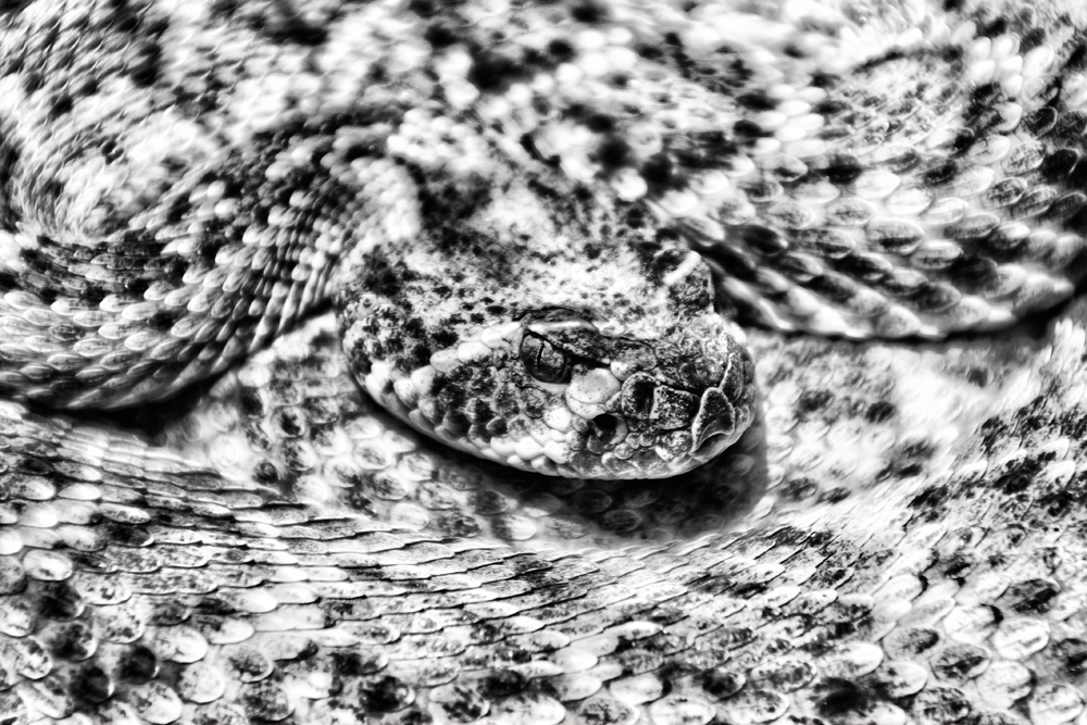 Rattlesnake