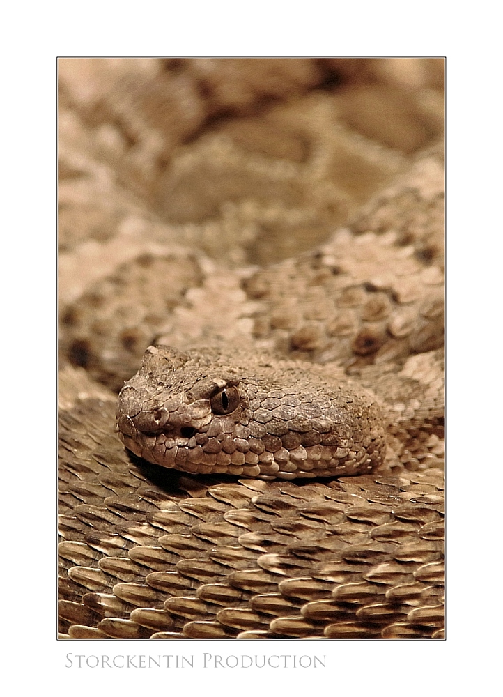 Rattlesnake