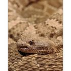 Rattlesnake