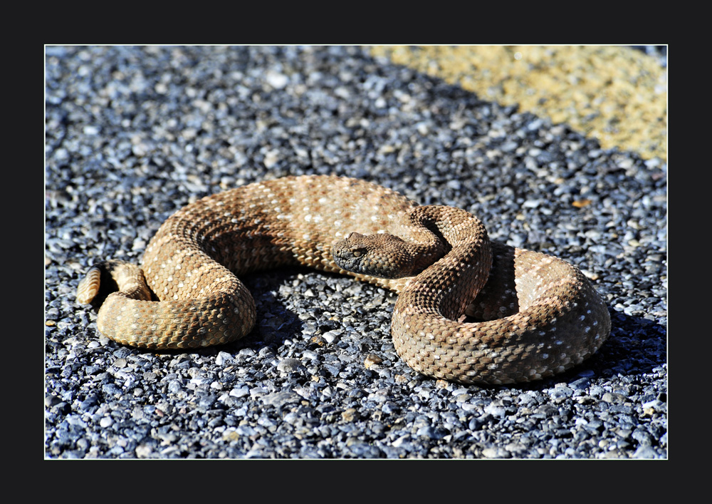 Rattlesnake