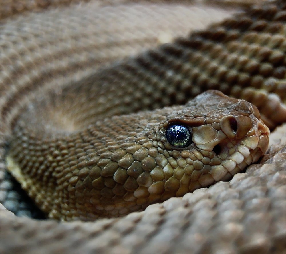 rattlesnake