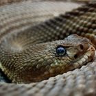 rattlesnake