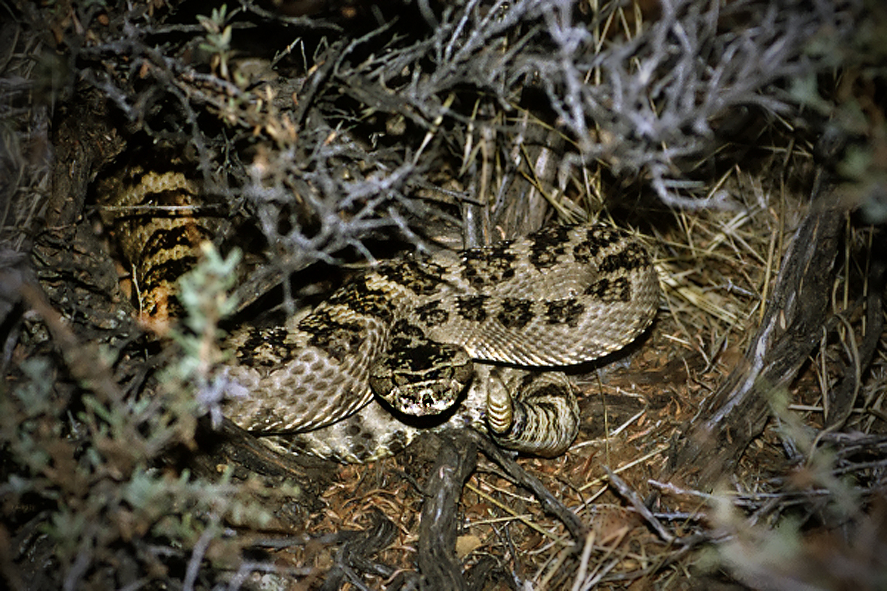 Rattlesnake