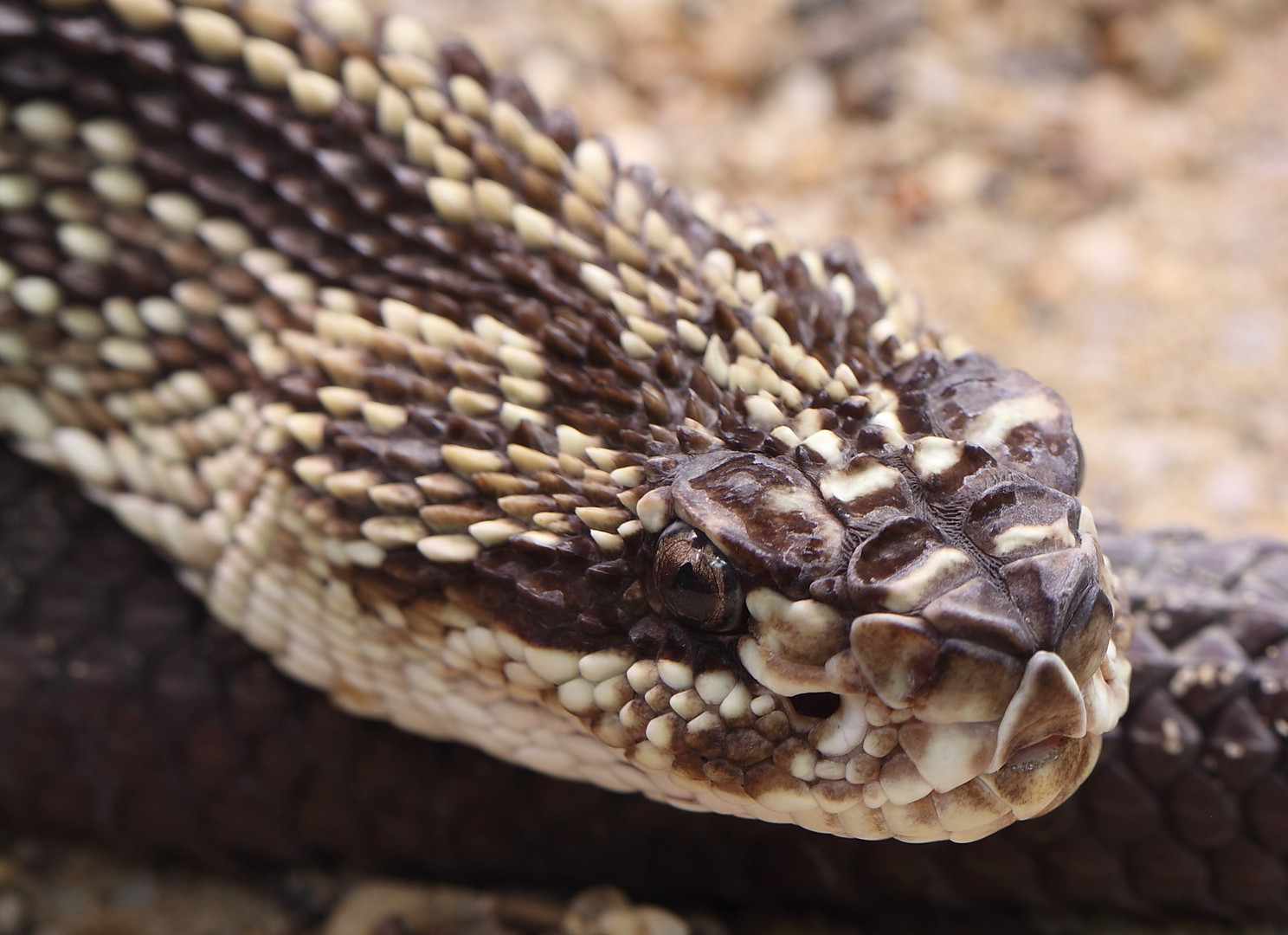 Rattlesnake