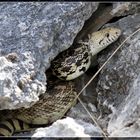 Rattlesnake I oder doch eine Gophernatter (Pituophis catenifer deserticola)