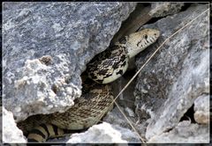Rattlesnake I oder doch eine Gophernatter (Pituophis catenifer deserticola)