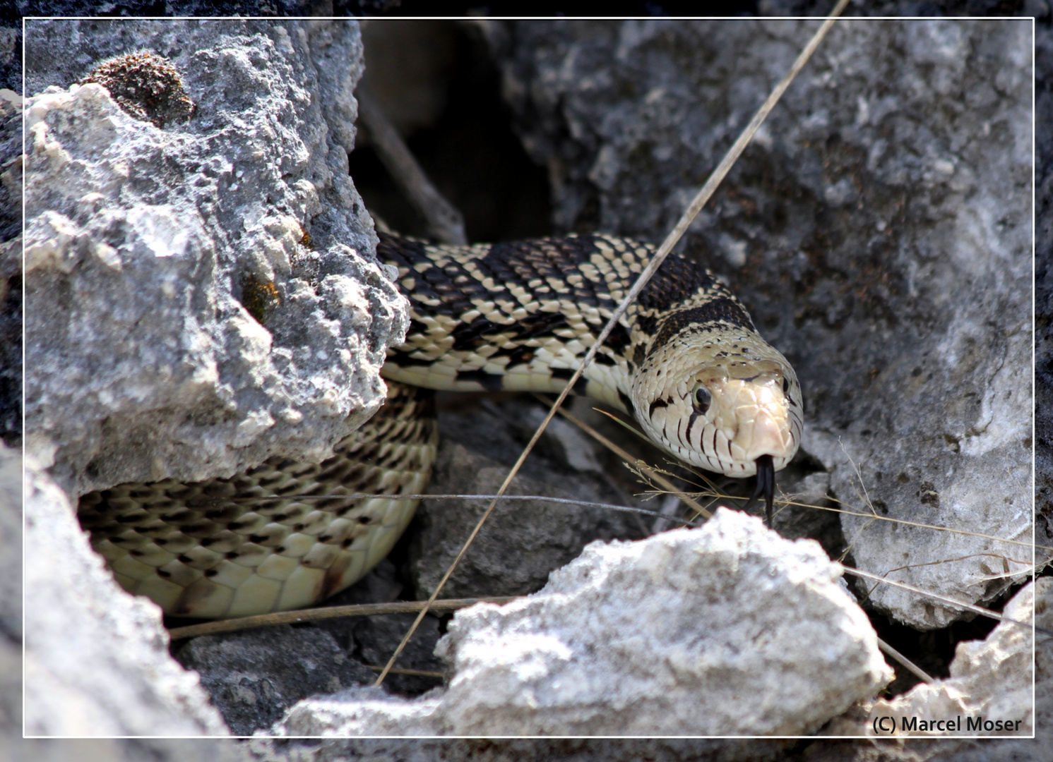 Rattlesnake II oder doch eine Gophernatter (Pituophis catenifer deserticola)