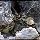 Rattlesnake II oder doch eine Gophernatter (Pituophis catenifer deserticola)