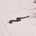 Rattlesnake im White Sands NM in New Mexico