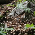 Rattlesnake in Kings Canyon