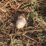 Rattling cisticola