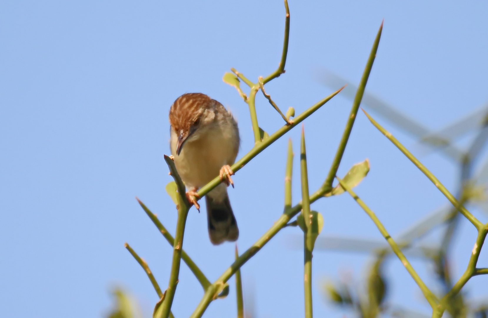 Rattling cisticola