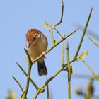 Rattling cisticola