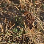 Rattling cisticola,Cisticola chiniana