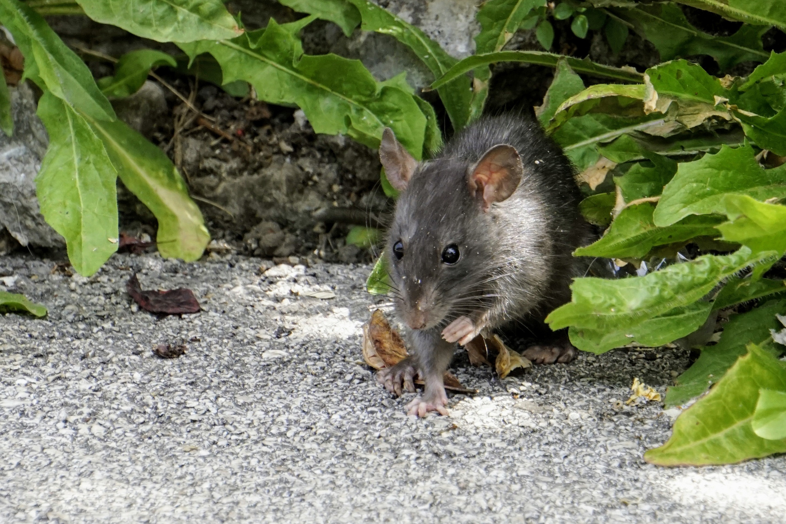 Ratto grigio (la zoccola) 