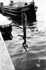 Ratto in Laguna, Venezia 1990