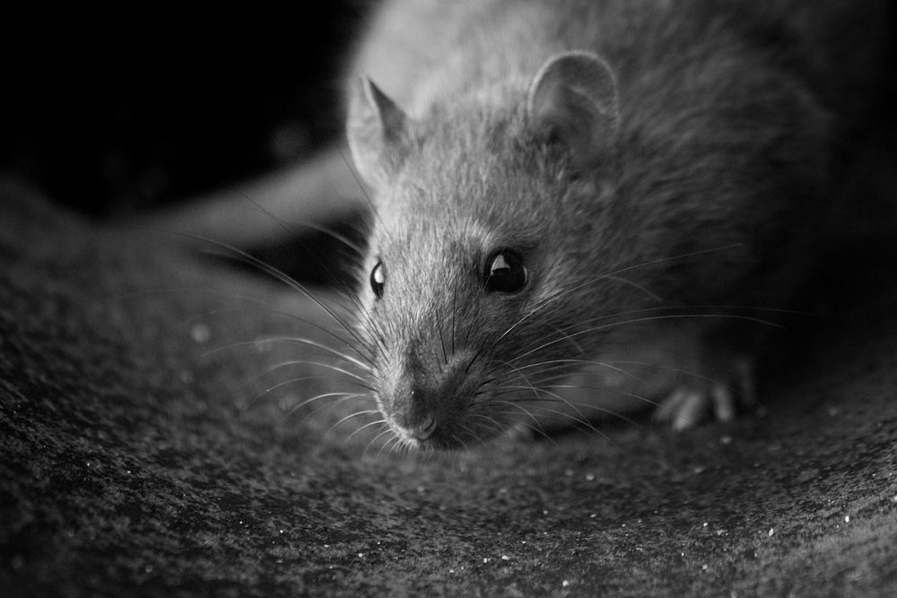 Rattus norvegicus