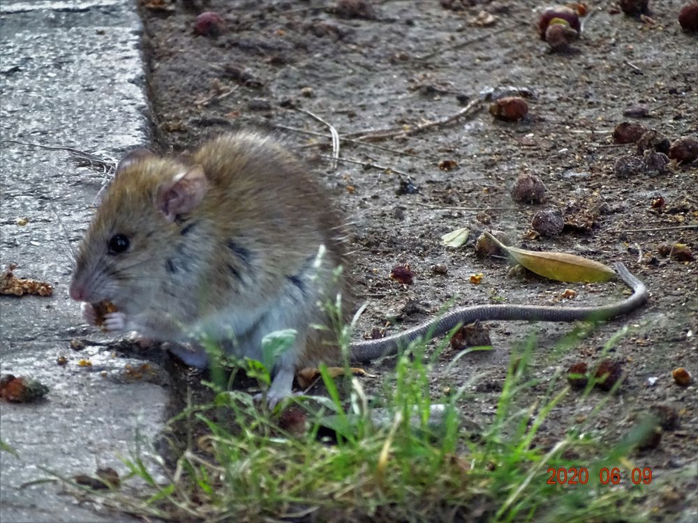 Rattus norvegicus Imagen & Foto street, makro, strasse Fotos de