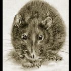 rattus norvegicus f.d.