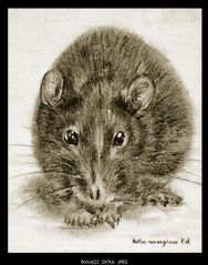 rattus norvegicus f.d.