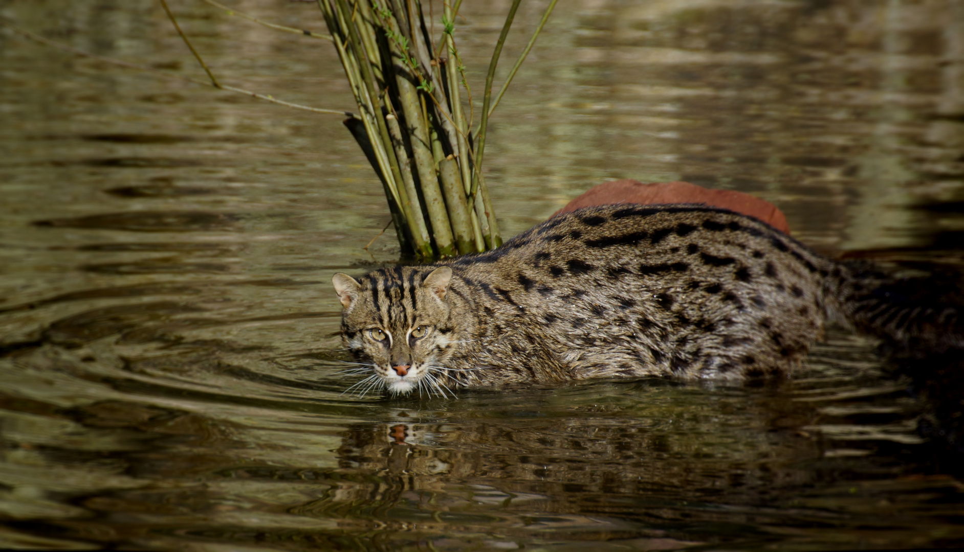 Ratu Fischkatze