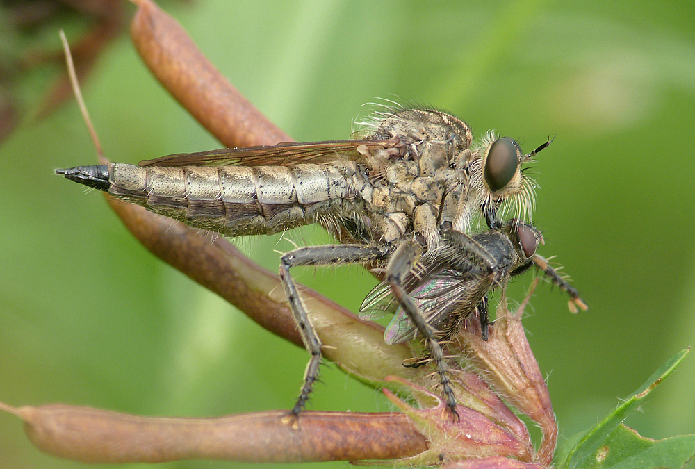 Raub - Fliege