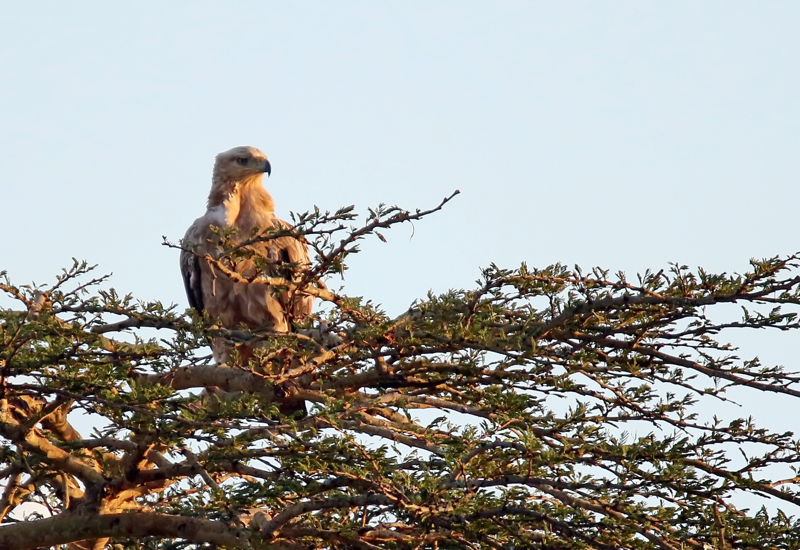 Raub- oder auch Savannenadler genannt