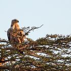 Raub- oder auch Savannenadler genannt