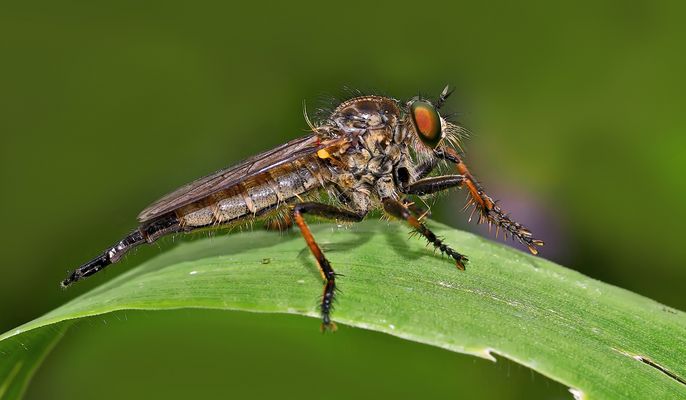 Raub- oder Jagdfliege (Asilidae) - Asilidé, mouches à toison.