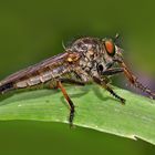 Raub- oder Jagdfliege (Asilidae) - Asilidé, mouches à toison.