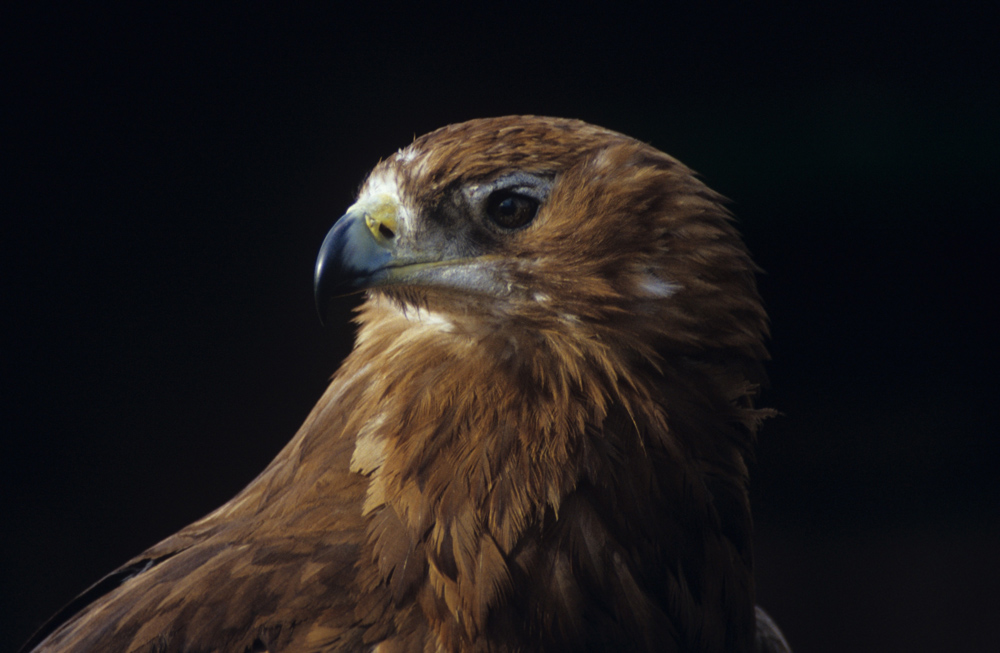 Raubadler (Aquila rapax)