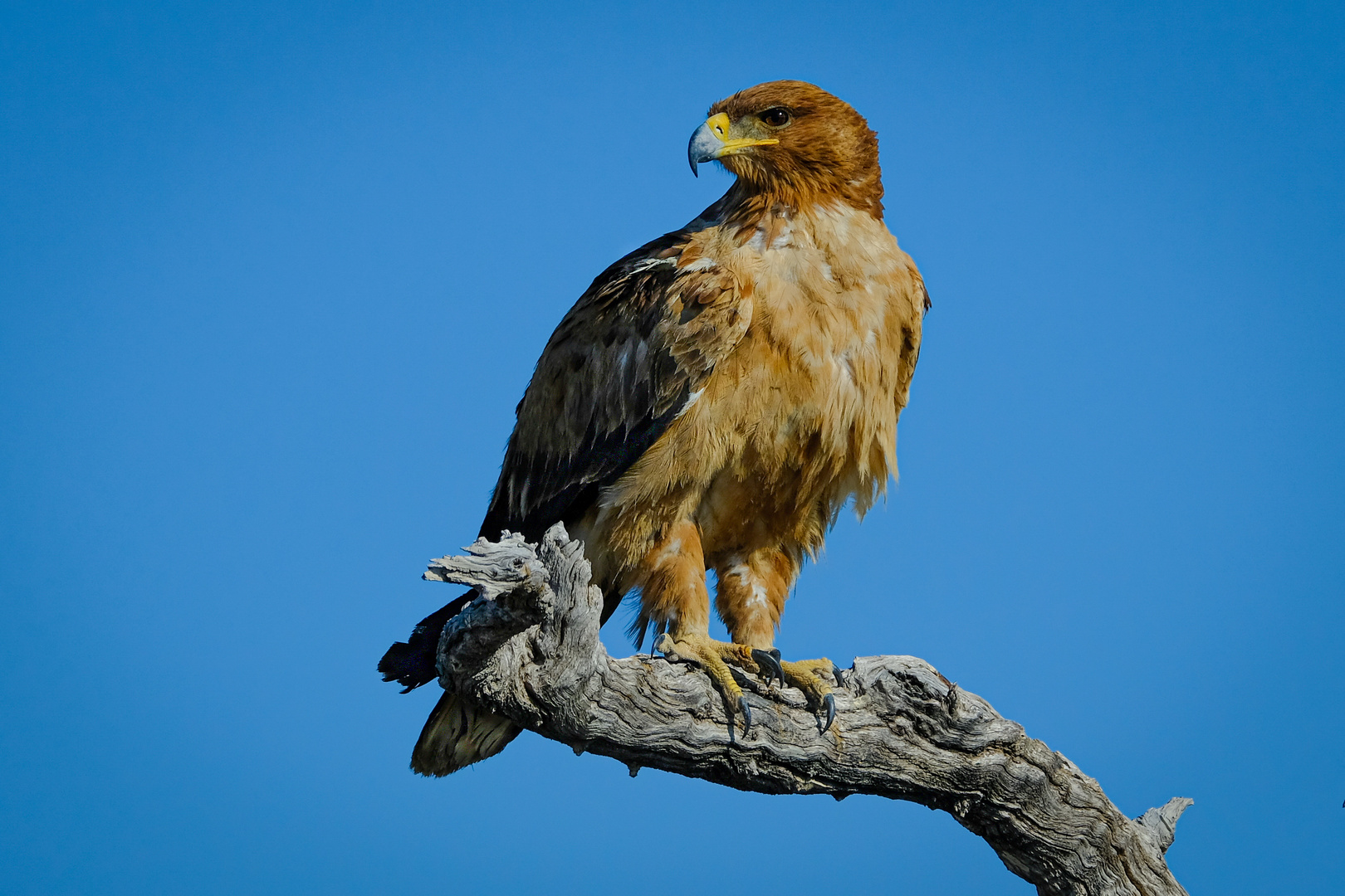 Raubadler im Etoscha Nationalpark