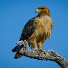 Raubadler im Etoscha Nationalpark