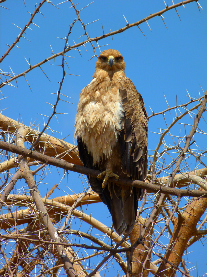 Raubadler im Tarangire-Park