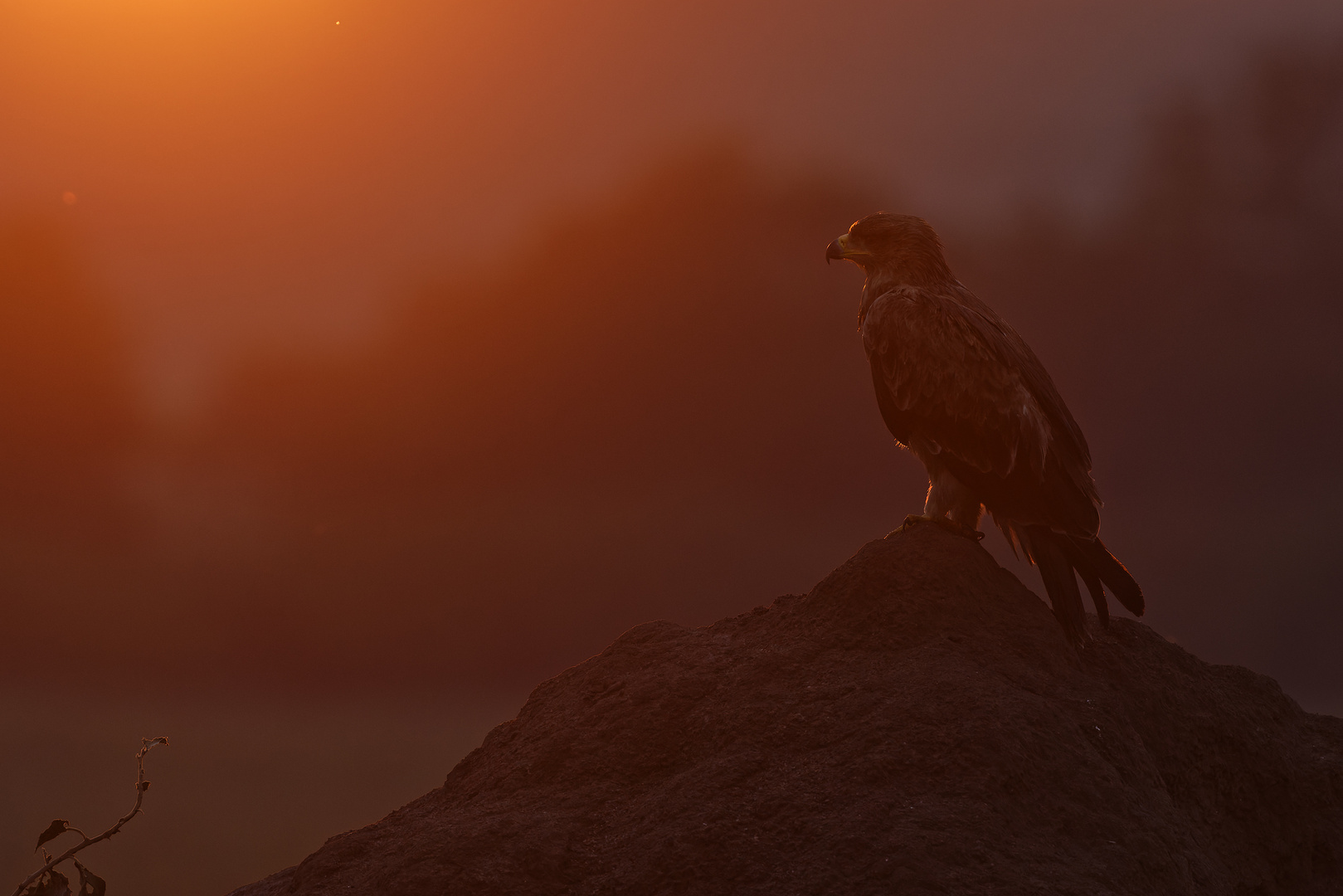 Raubadler - Maasai Mara, Kenia