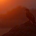 Raubadler - Maasai Mara, Kenia