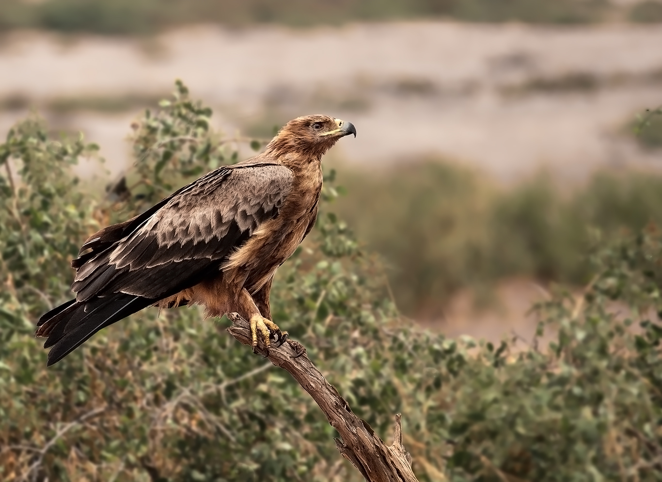 Raubadler -Savannenadler