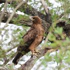 Raubadler-Tawny Eagle (1)