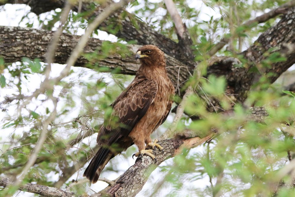 Raubadler-Tawny Eagle (1)