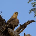 Raubadler - Tawny Eagle