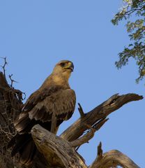 Raubadler - Tawny Eagle