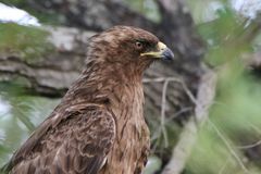 Raubadler-Tawny Eagle (2)