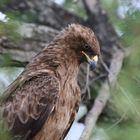 Raubadler-Tawny Eagle (3)