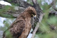 Raubadler-Tawny Eagle (3)